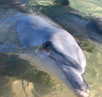 Dolphins of Monkey Mia - South Australia Travel