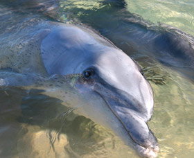 Dolphins Of Monkey Mia - South Australia Travel 0