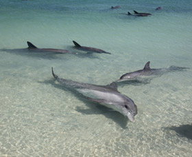 Dolphins Of Monkey Mia - South Australia Travel 2