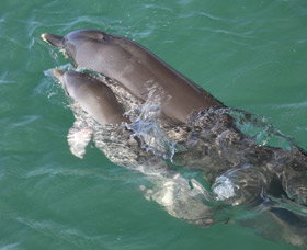 Dolphins Of Monkey Mia - South Australia Travel 3