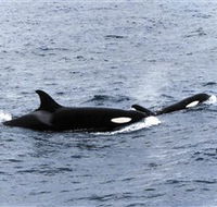 Killer Whale Trail - South Australia Travel