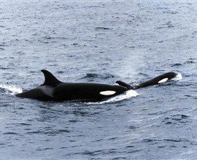 Killer Whale Trail - South Australia Travel 0