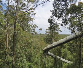 Tarkine Forest Adventures - Dismal Swamp - South Australia Travel 1