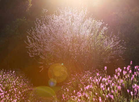 Jasmin Organics Skincare Farm And Factory - South Australia Travel 1