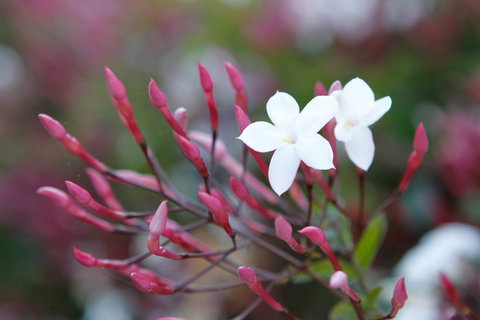 Jasmin Organics Skincare Farm And Factory - South Australia Travel 3