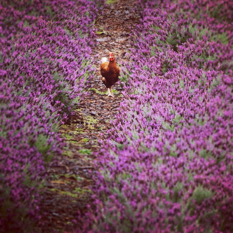 Jasmin Organics Skincare Farm And Factory - South Australia Travel 10