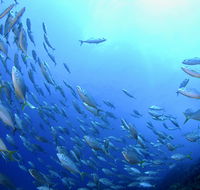 Cape Byron Marine Park - South Australia Travel
