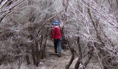 Nadgee Nature Reserve - South Australia Travel 3