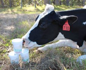 Millers Ice Cream - South Australia Travel 2