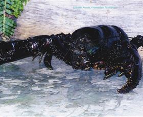 Lobster Ponds - South Australia Travel 2