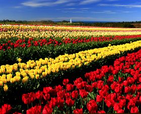 Table Cape - South Australia Travel 2