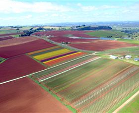 Table Cape - South Australia Travel 4