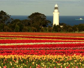 Table Cape - South Australia Travel 5