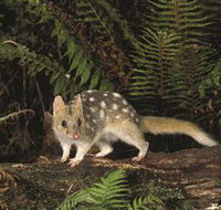 Tarkine Forest Reserve - South Australia Travel