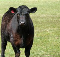 Denham Farm Beef and Lamb - South Australia Travel