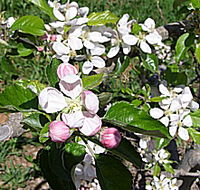 Avro Park Orchards - South Australia Travel