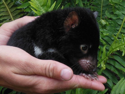 Crawn Motors - South Australia Travel 0