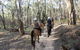 Silver Brumby Trails - thumb 0