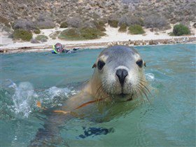 Calypso Star Charters - South Australia Travel 1