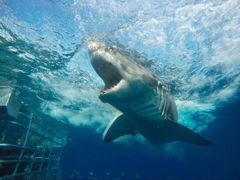 Calypso Star Charters - South Australia Travel 5