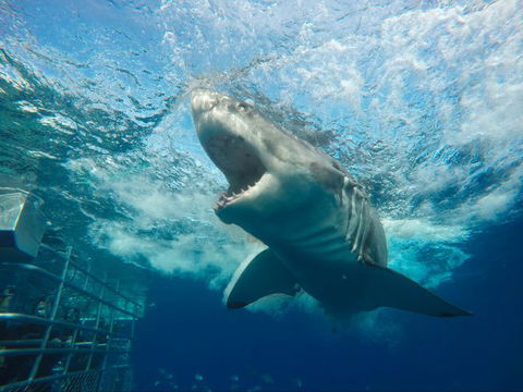 Calypso Star Charters - South Australia Travel 7