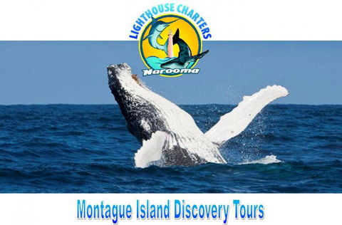 Lighthouse Charters Narooma - South Australia Travel 0