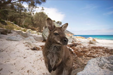 Nullarbor Traveller - South Australia Travel 28