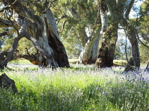 Aussie Heritage Tours - South Australia Travel 5