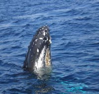 Jervis Bay Whales - South Australia Travel