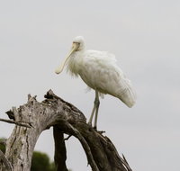 Melbourne Birding Tours - South Australia Travel