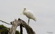 Melbourne Birding Tours - thumb 3