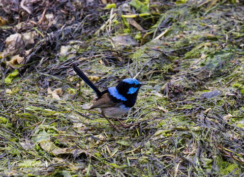 Melbourne Birding Tours - South Australia Travel 9