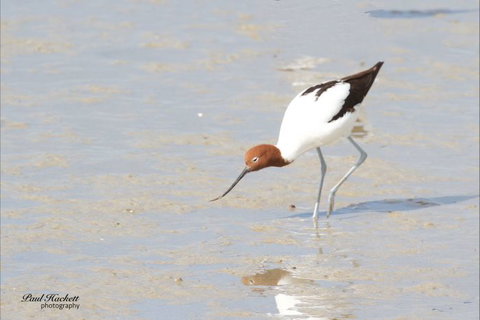 Melbourne Birding Tours - South Australia Travel 10