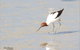 Melbourne Birding Tours - thumb 13