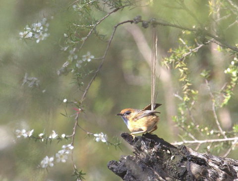 Melbourne Birding Tours - South Australia Travel 18