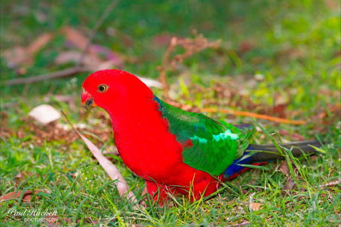 Melbourne Birding Tours - South Australia Travel 20