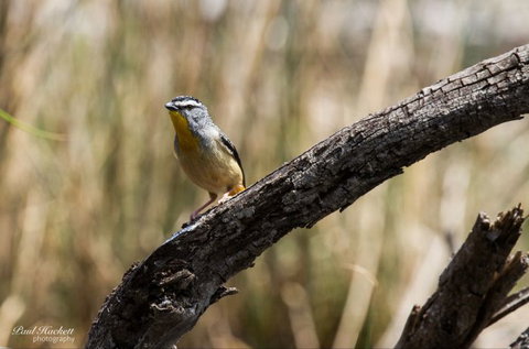 Melbourne Birding Tours - South Australia Travel 21