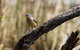 Melbourne Birding Tours - thumb 22