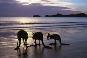 Book Seaforth QLD Attractions South Australia Travel South Australia Travel