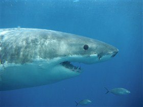 Goin' Off Safaris - South Australia Travel 5