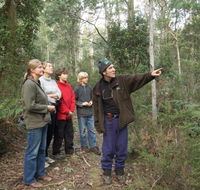 Great Western Tiers Forest Walks Tasmania - South Australia Travel