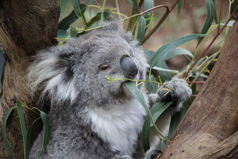 Oceania Tours And Safaris - South Australia Travel 2