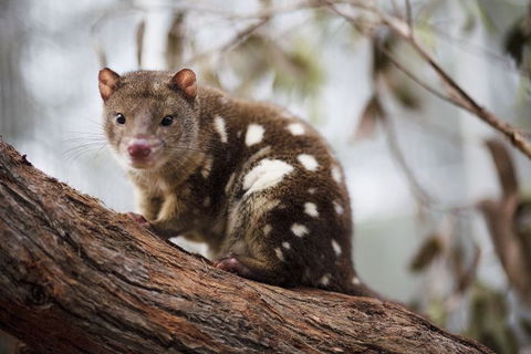 Oceania Tours And Safaris - South Australia Travel 26