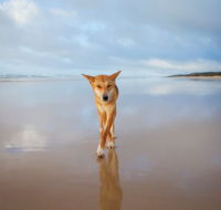 Fraser Island Adventure Tours - South Australia Travel