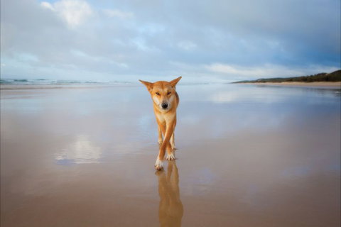 Fraser Island Adventure Tours - South Australia Travel 7