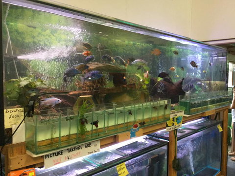 True Blue Aquariums - South Australia Travel 2