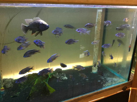 True Blue Aquariums - South Australia Travel 3