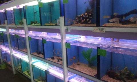 Summerland Aquarium - South Australia Travel 1