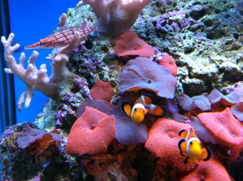 Tropical Marine Centre - South Australia Travel 0