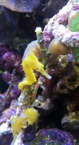Tropical Marine Centre - South Australia Travel 1